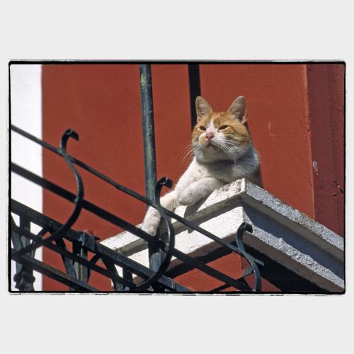 Red cat on a balcony
