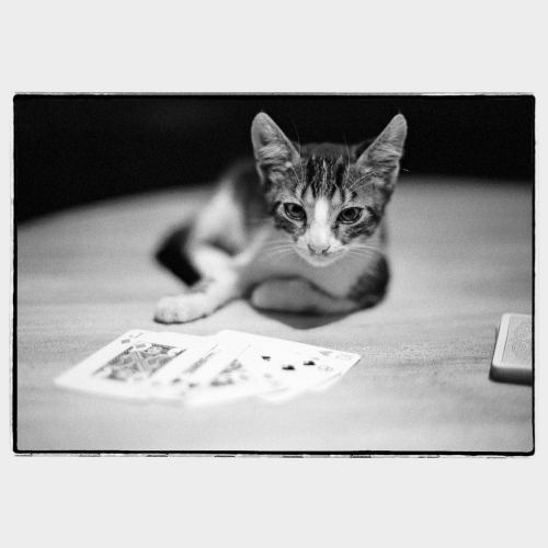 Cat with playing cards in front of it