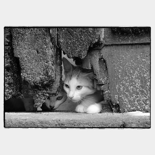 Two cats looking from hole in wooden door