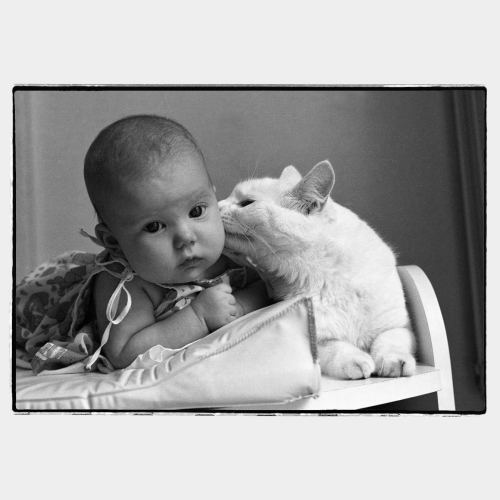 White cat kissing a toddler