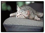 Link to Pets Photo section