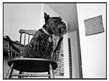 Link to Pets Photo section