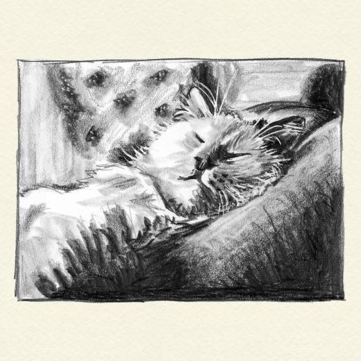 Drawing of a sleeping cat