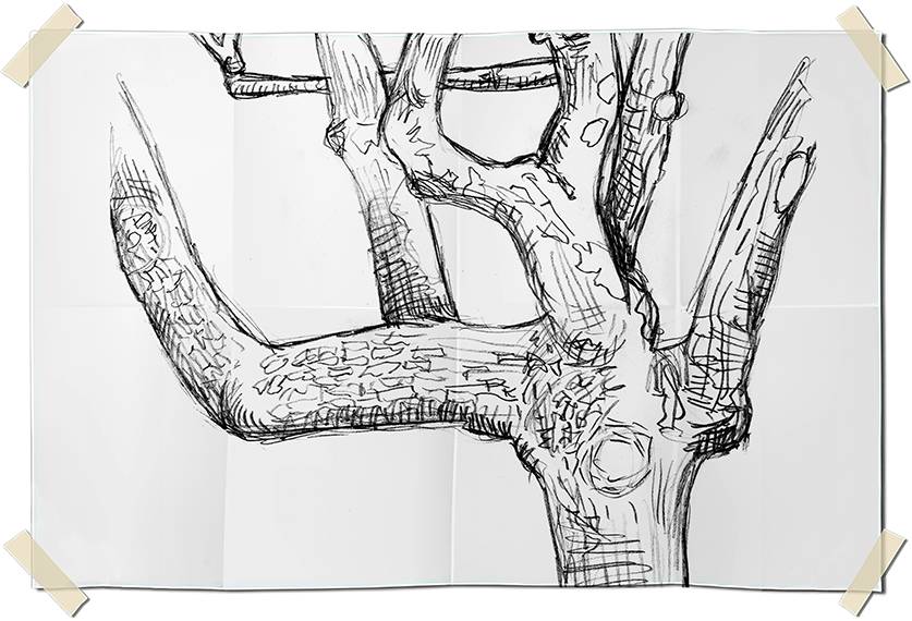 Graphite drawing - Portrait of a tree in Leme - Rio de Janeiro, Brazil