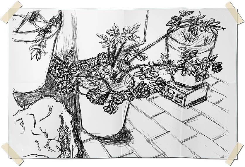 Graphite drawing - pots of dried flowers