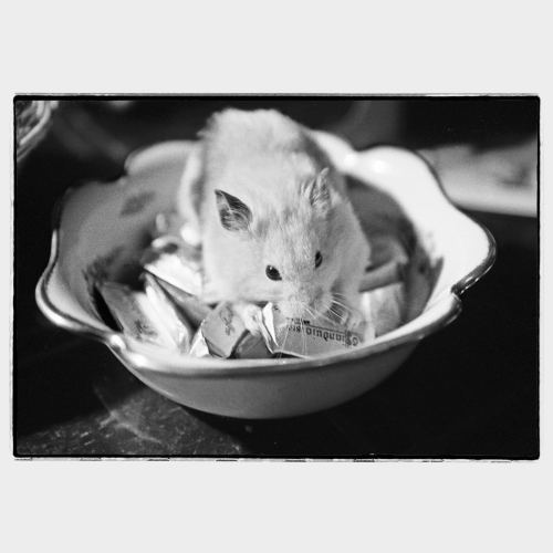 Tiny white mouse playing with chocolate sweets in a nice porcelain bowl
