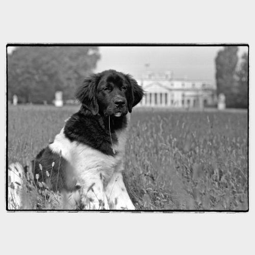 Big black/white dog in front o vaste manor