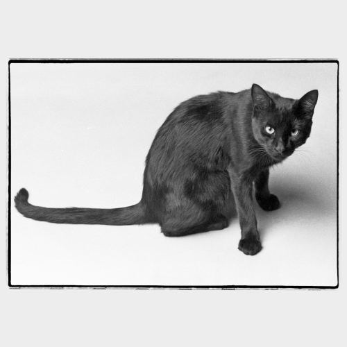 Scary black cat on white background