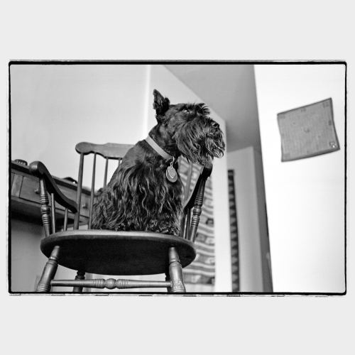 Dog standing on wooden chair