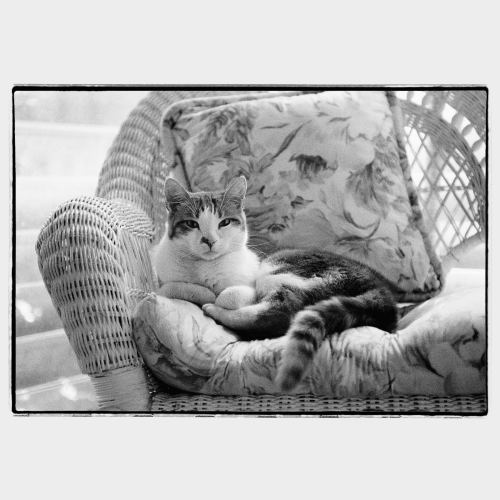 Dominating cat in an elegant wicker chair 