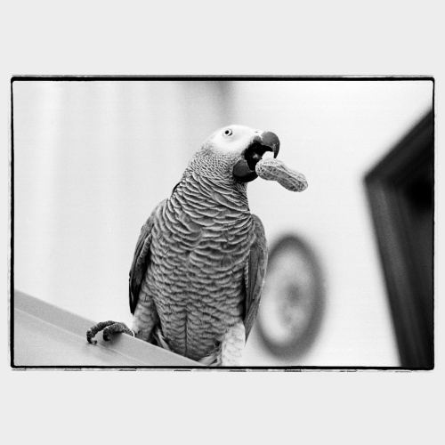 Parrot holding a peanut in its beak