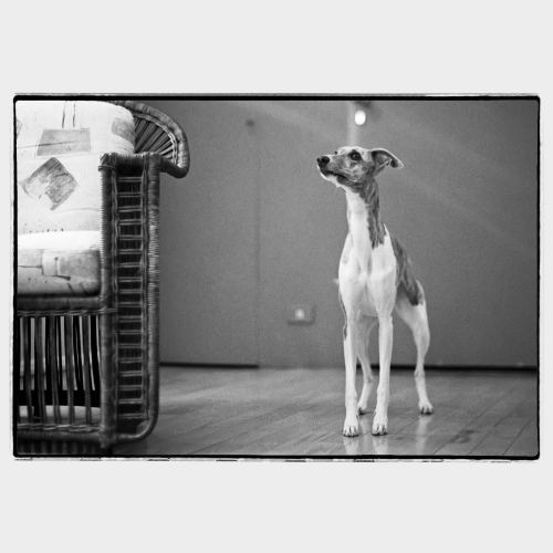 Very skinny greyhound dog in apartment