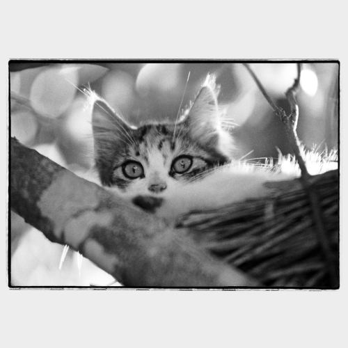 Cat hiding on tree branch