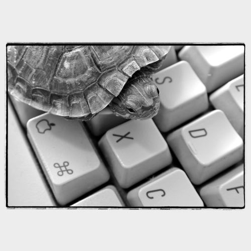 Small turtle on computer keyboard