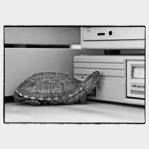 Small turtle looking up at vintage computer drive