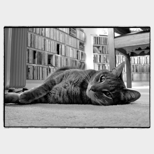 Cat laying in front of music CD shelf