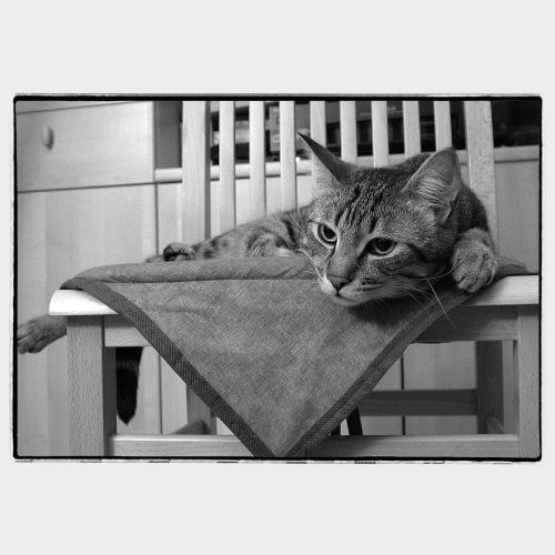 Grey cat looking at ease on chair with triangular fabric underneath