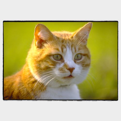 Fat red cat portrait