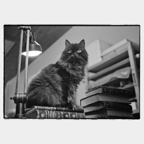 Cat sitting on table with old books and lamp