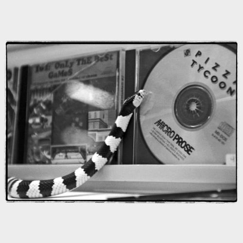 Black/white snake in CD store